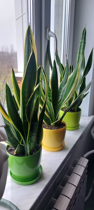 Продам сансев’єрію в горшках.