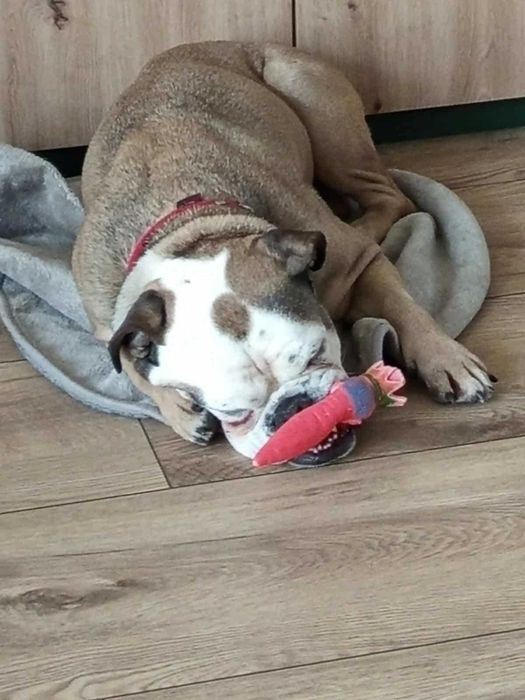 Oddam psa, mieszaniec boksera z buldogiem angielskim