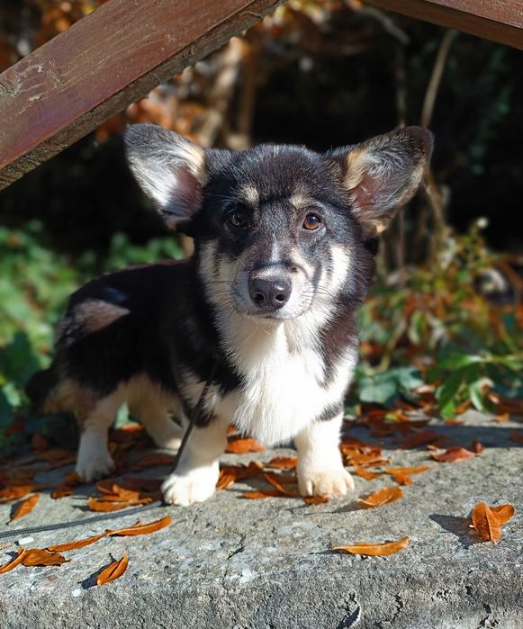 Триколорна дівчинка коргі пемброк