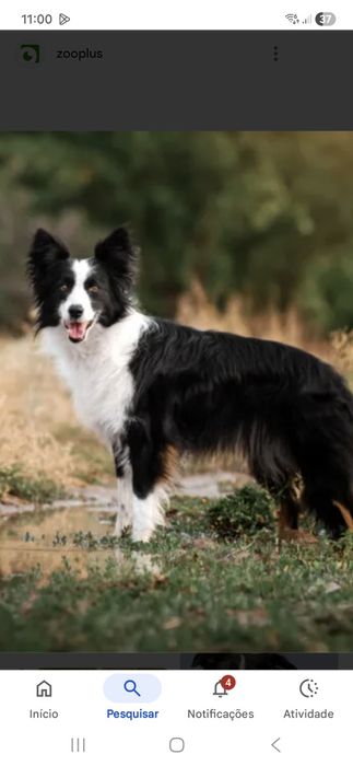 Border collir cão de raça