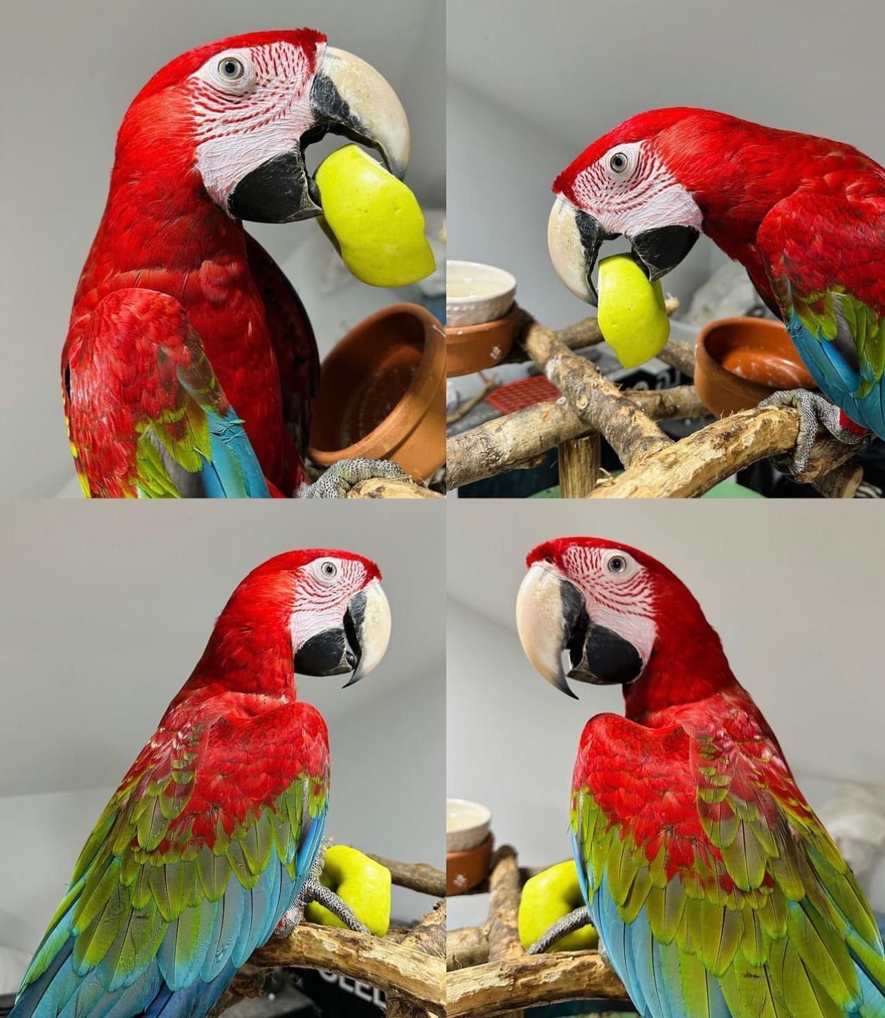 Папуга ара - ручні пташенята ар для розмови