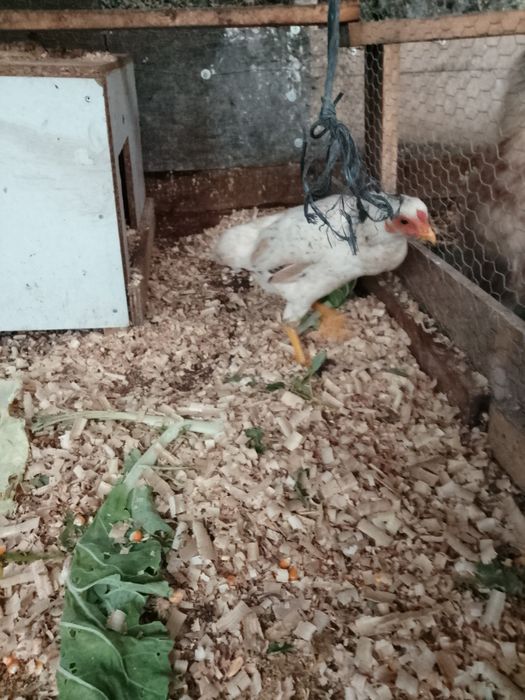 Fêmea com 8meses kochamo