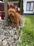 Piesek Maltipoo F1 b