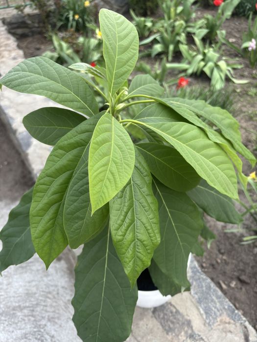 Авокадо в горщику