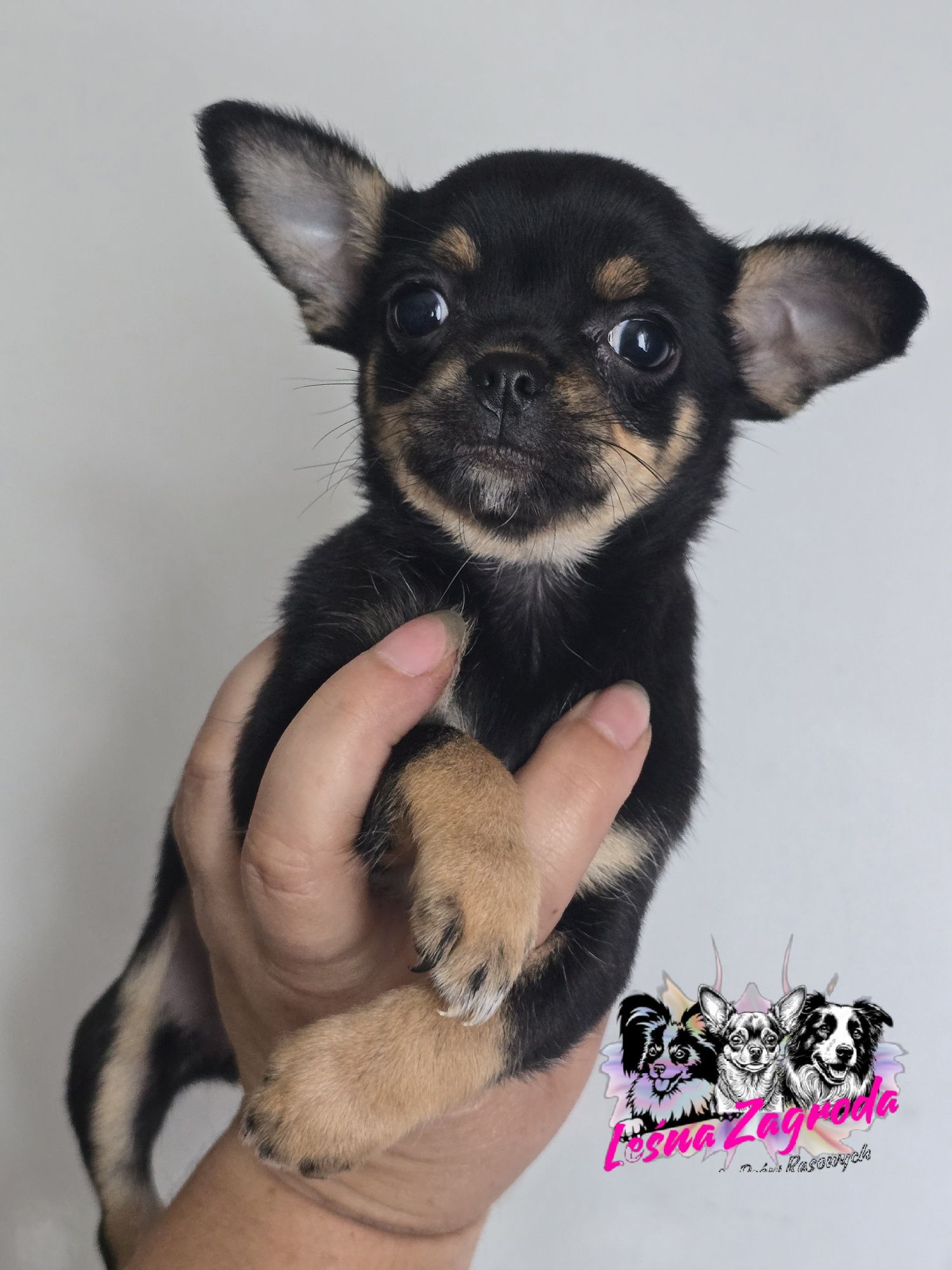 Chihuahua sprzedam