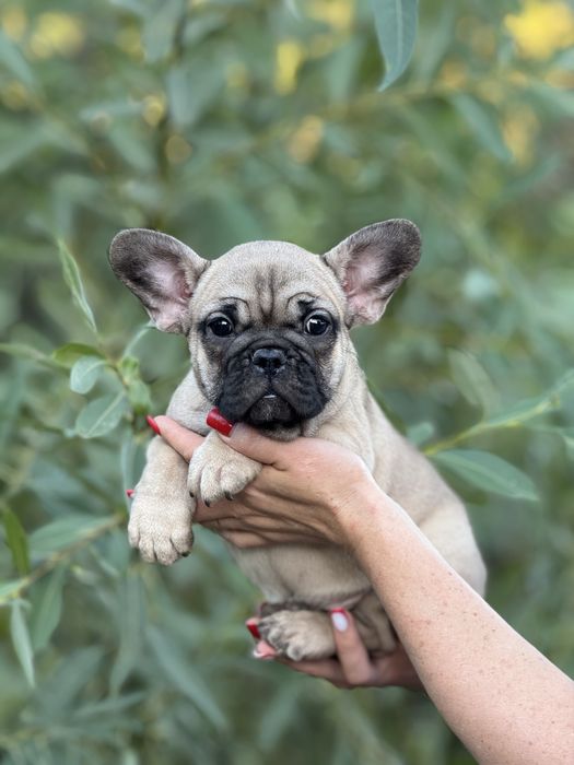 Дівчинка з родовідом КСУ