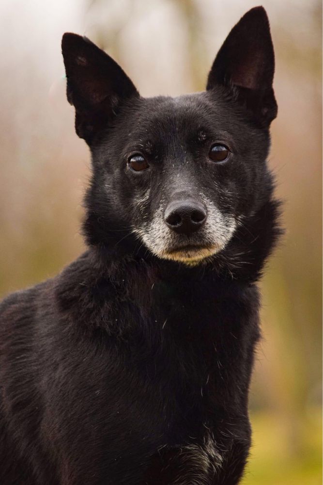 Czarny nieduży cudowny kundelek bez ogonka do adopcji