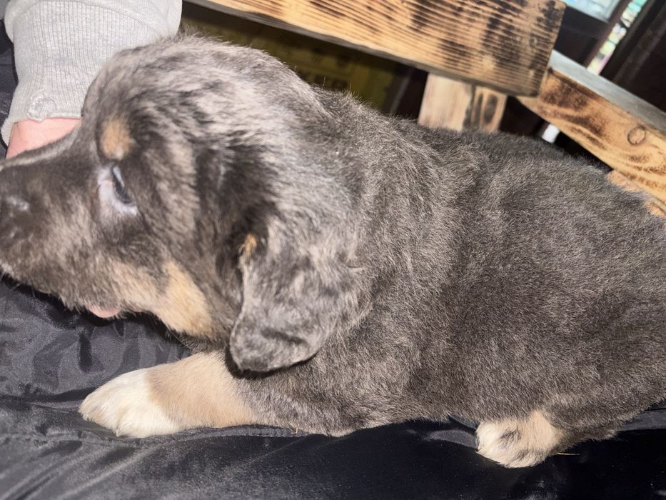 Метис пітбуль безкоштовно