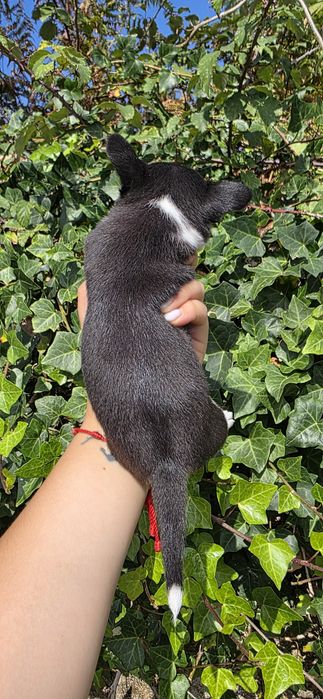 Chihuahua Fêmea Pêlo Curto