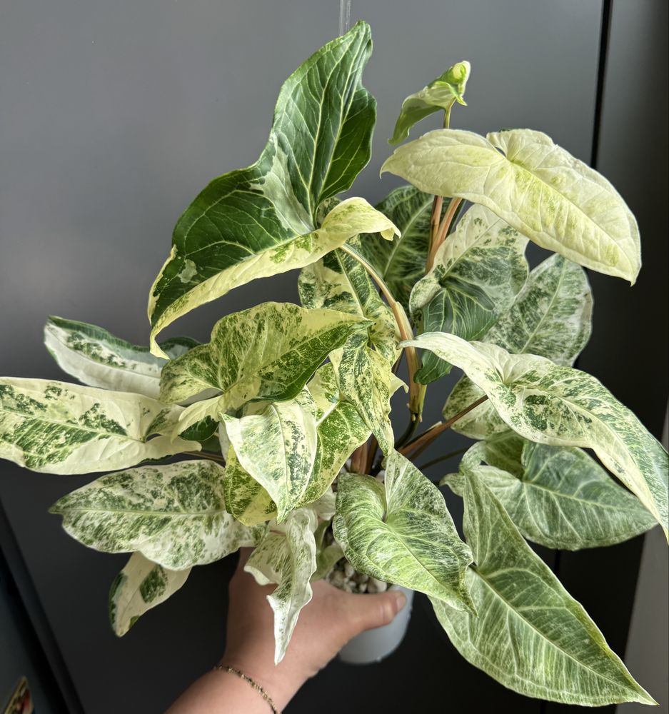 Syngonium Batik Variegata - pędówka