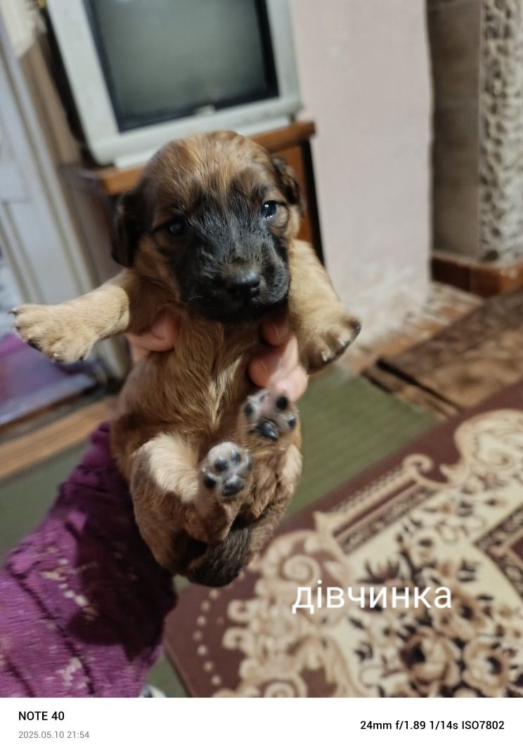 Віддам песиків в добрі руки