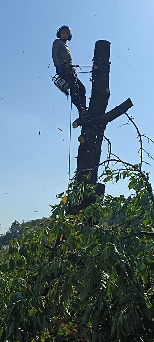 Видалення, чистка, обрізка дерев