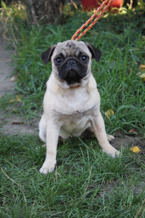 Дівчинка 7 міс. Мопс