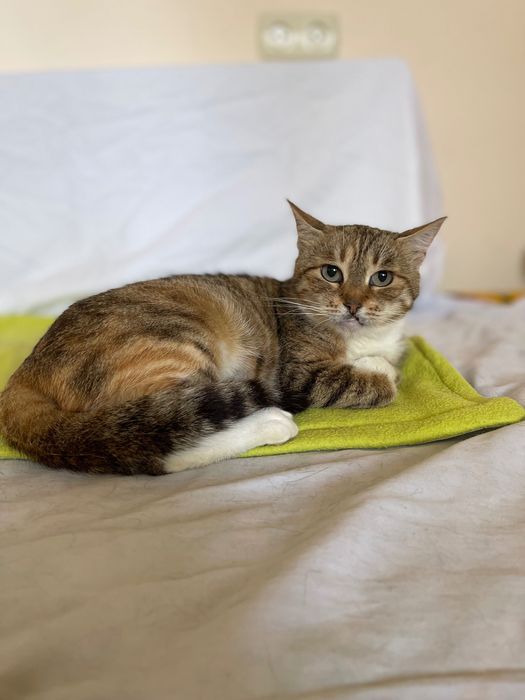 Котики, коти кішка стерилізована