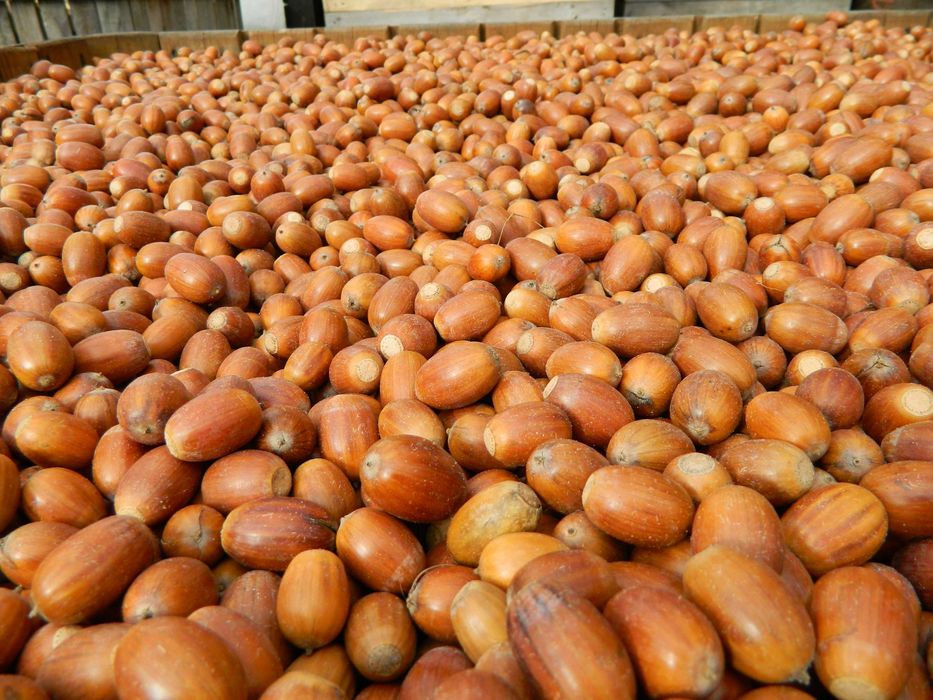 Żołędzie dębu szypułkowego nasiona dębu ( Quercus Robur )