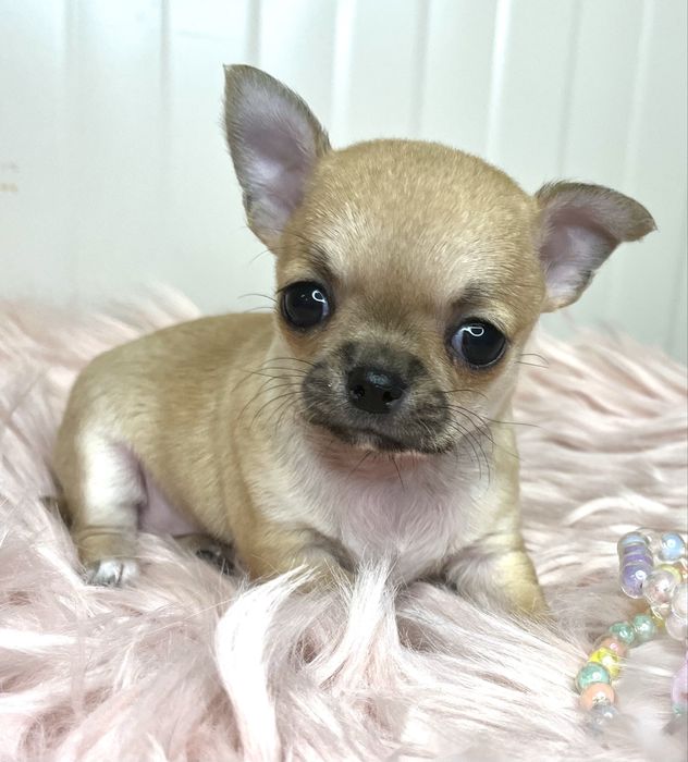 Chihuahua Femea  Pelo Curto