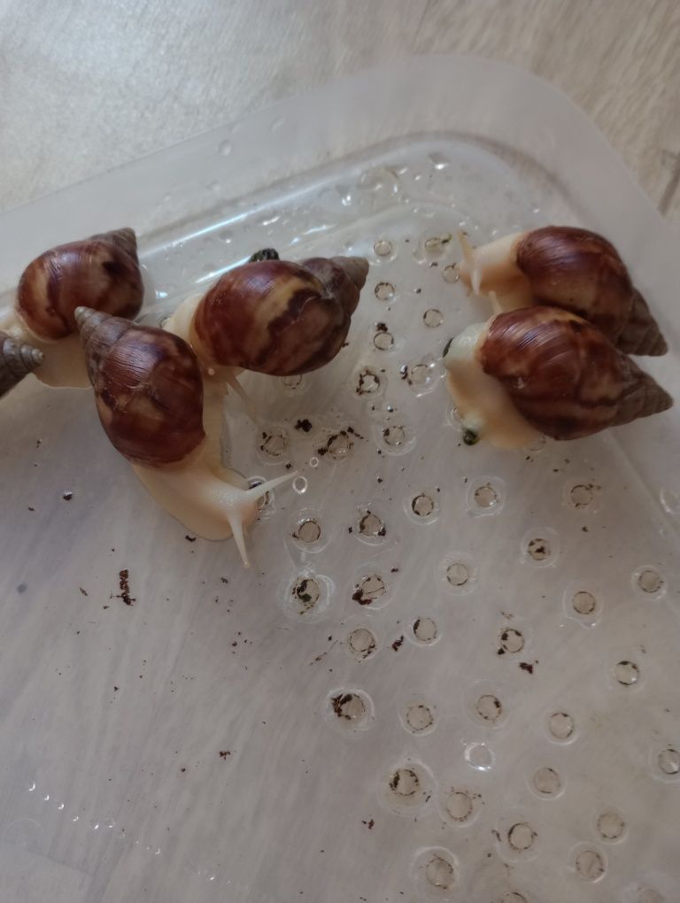Oddam za darmo ślimaki afrykańskie