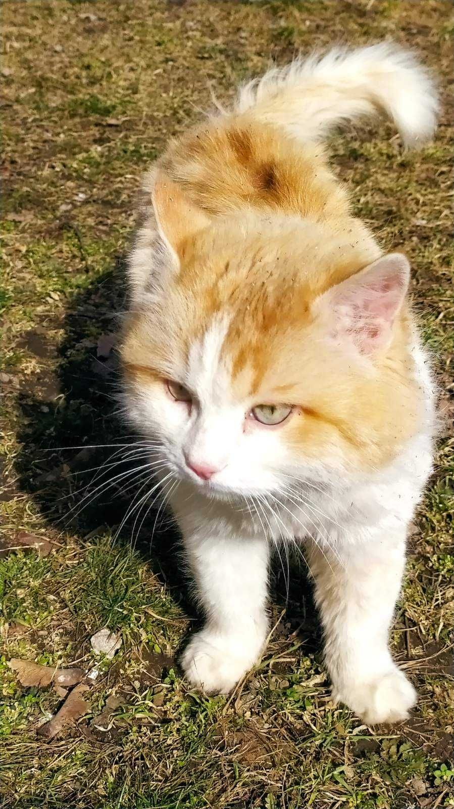 Кошенята/котята безкоштовно