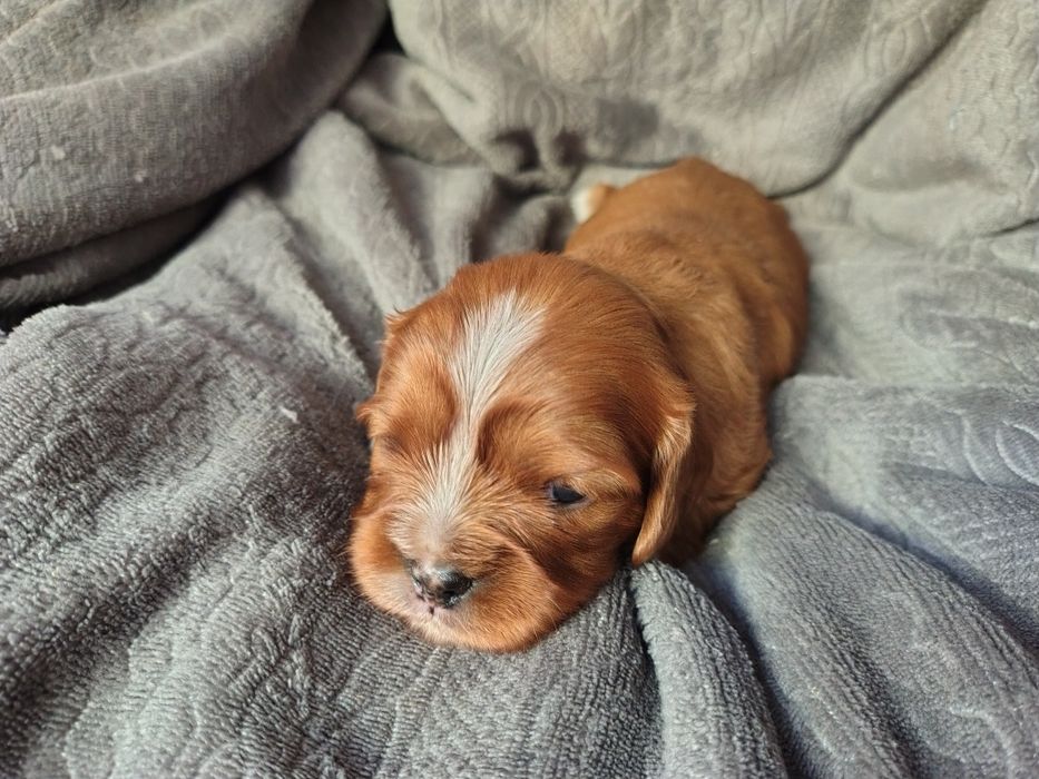 Cavalier king Charles spaniel ruby  * suczka *