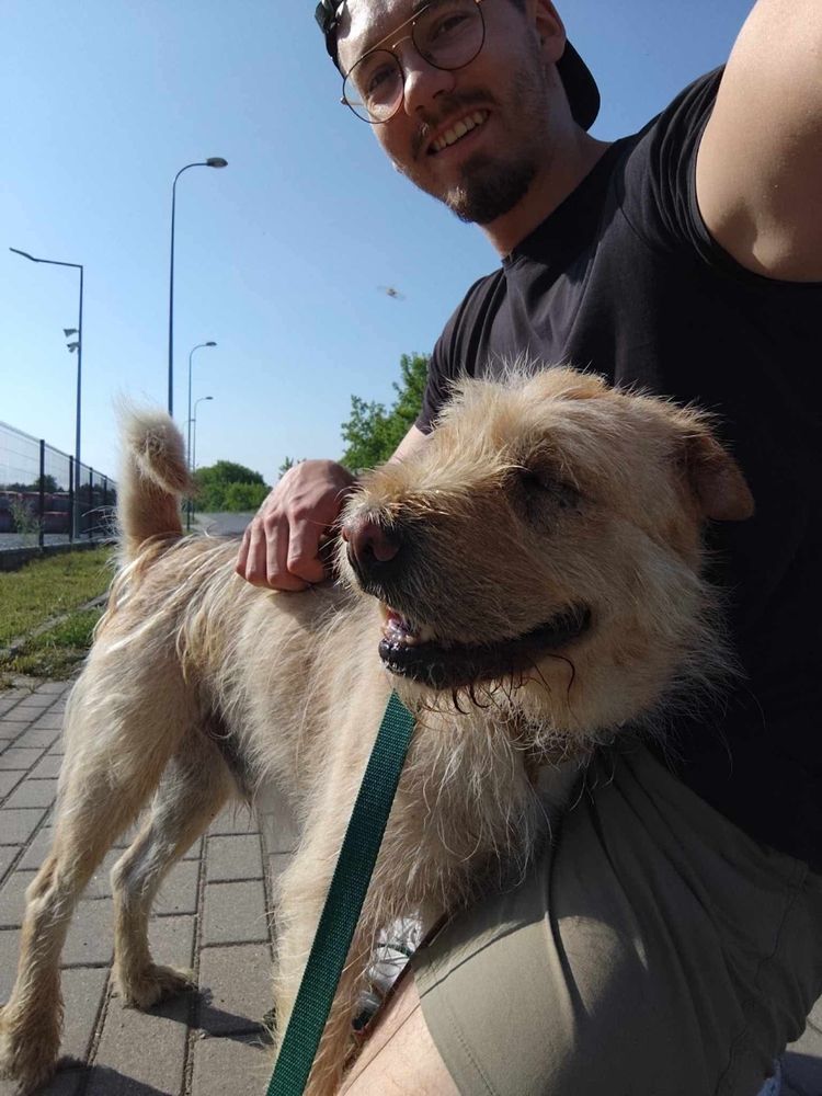 Drako w typie shar-pei szuka doświadczonego przewodnika