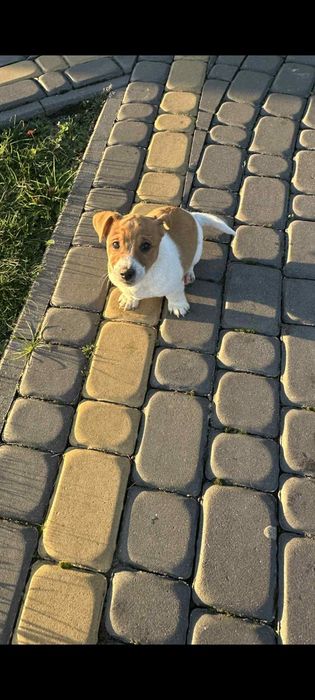Jack russell terrier szczenię