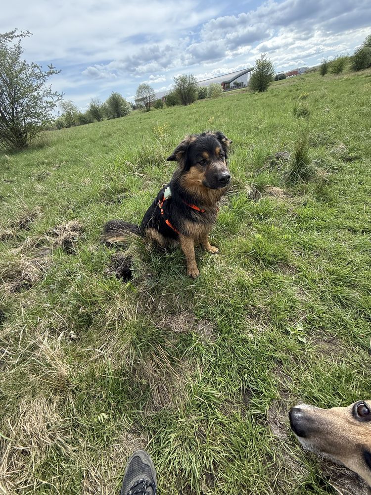 Uroczy piesek w typie owczarka do adopcji