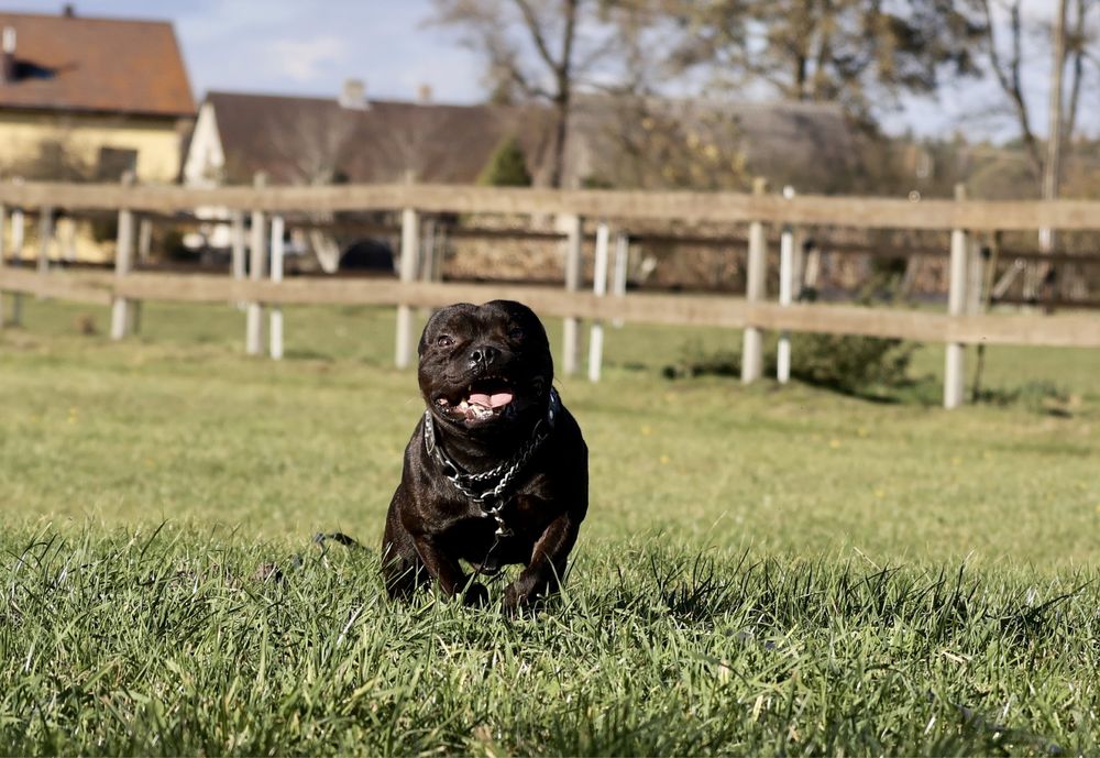 Reproduktor, Staffordshire Bull Terrier, Staffik, Stafik