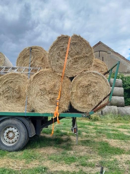 Siano  bela 120 swieże