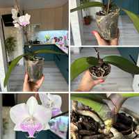 Орхидея фаленопсис орхідея фаленопсис