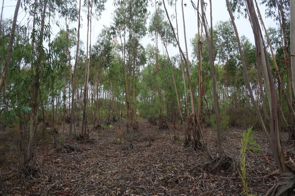 Terreno Rústico - Excelente oportunidade de negócio