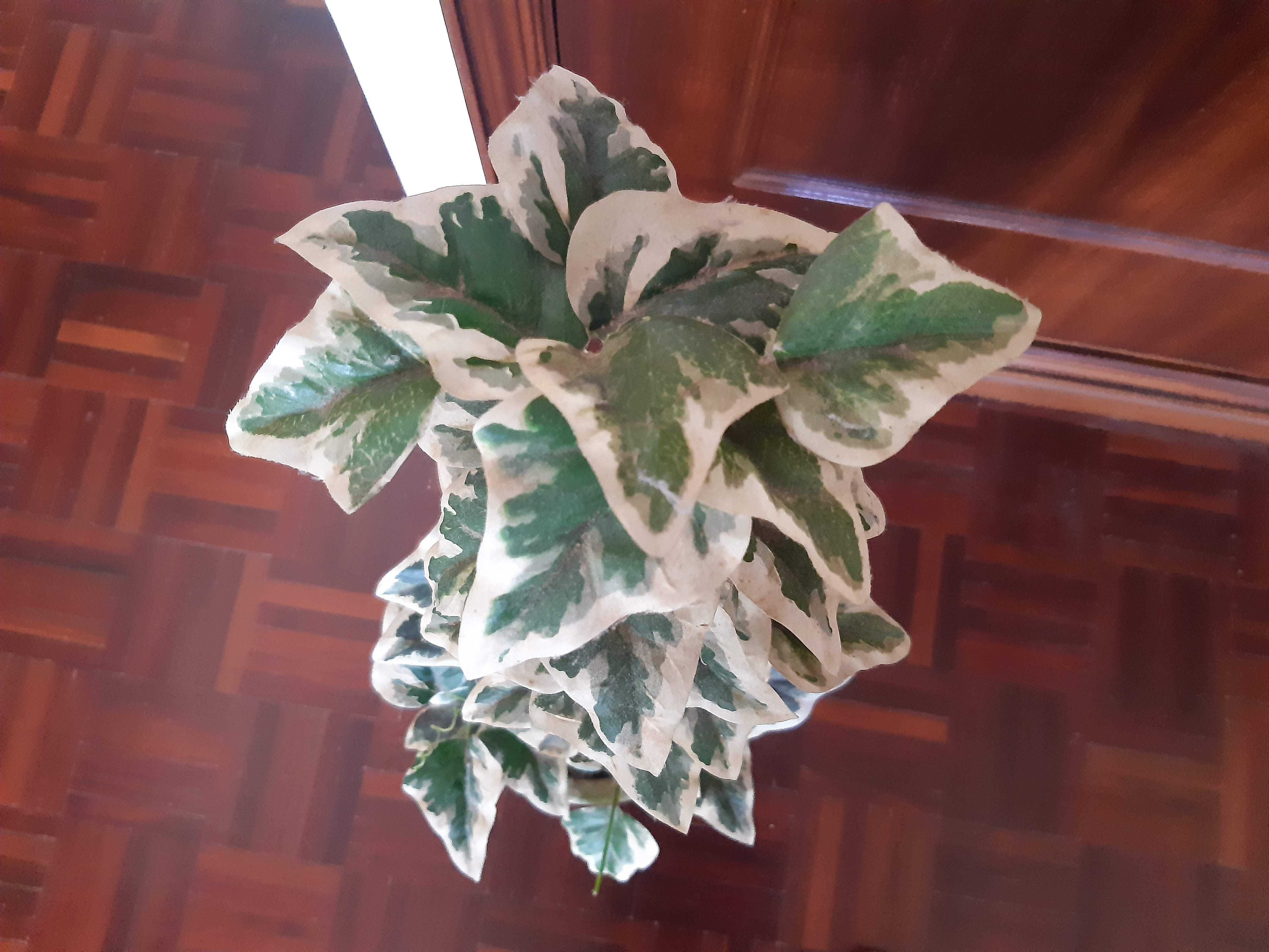 Planta artificial em vaso de cerâmica, como nova