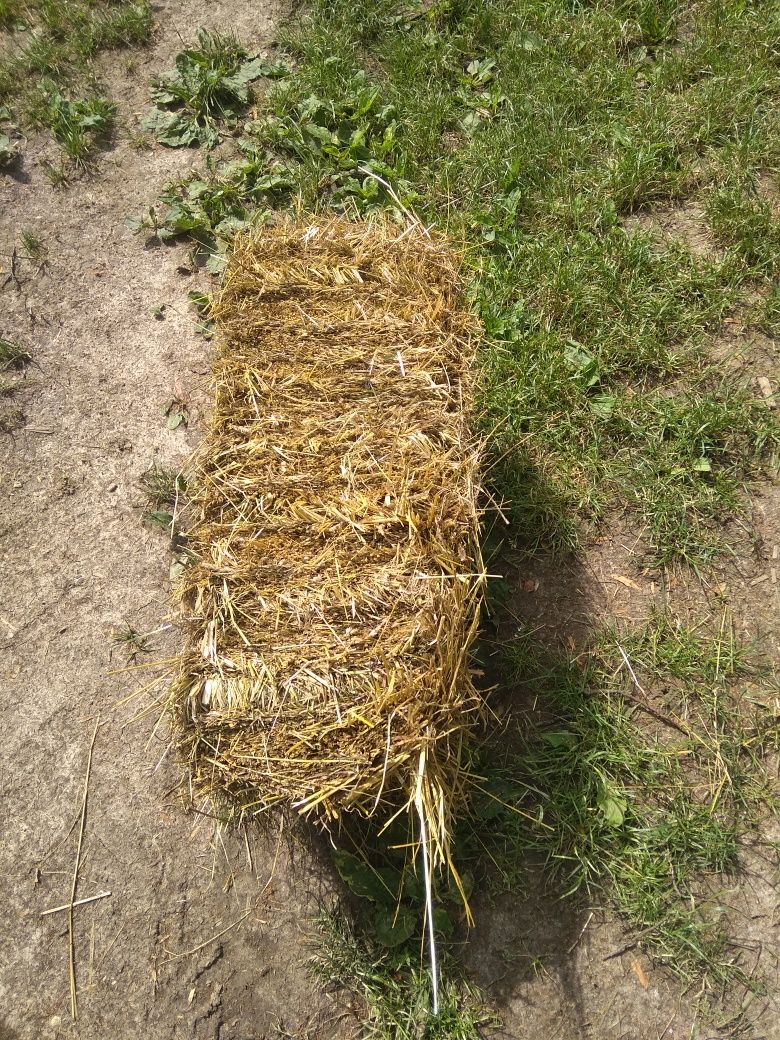 Koniczyna z sianem