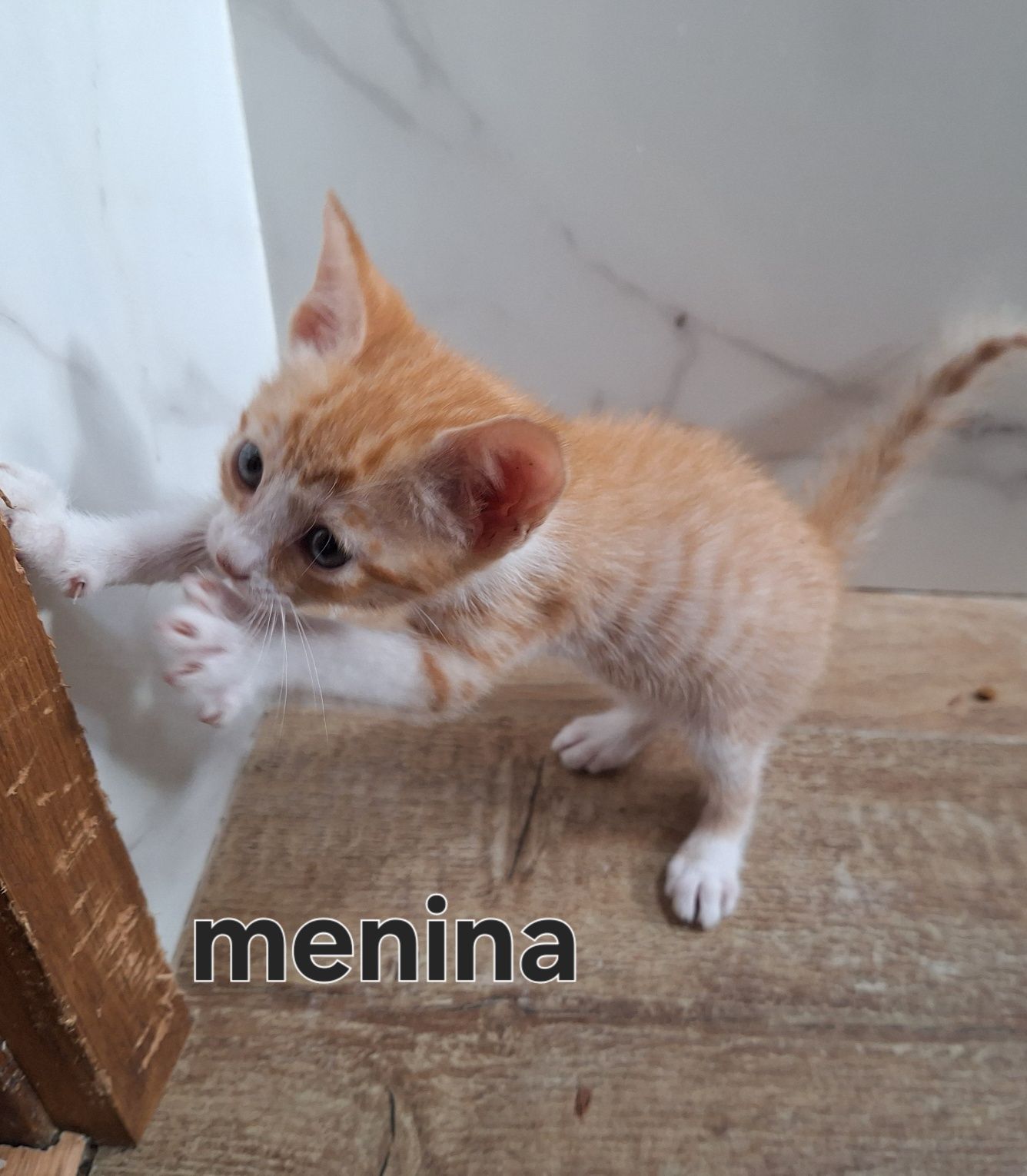 Gatinhos bebés adopção responsavel