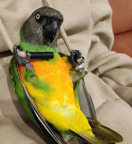 Попугай говорящий Сенегал 6 месяцев возможна доставка