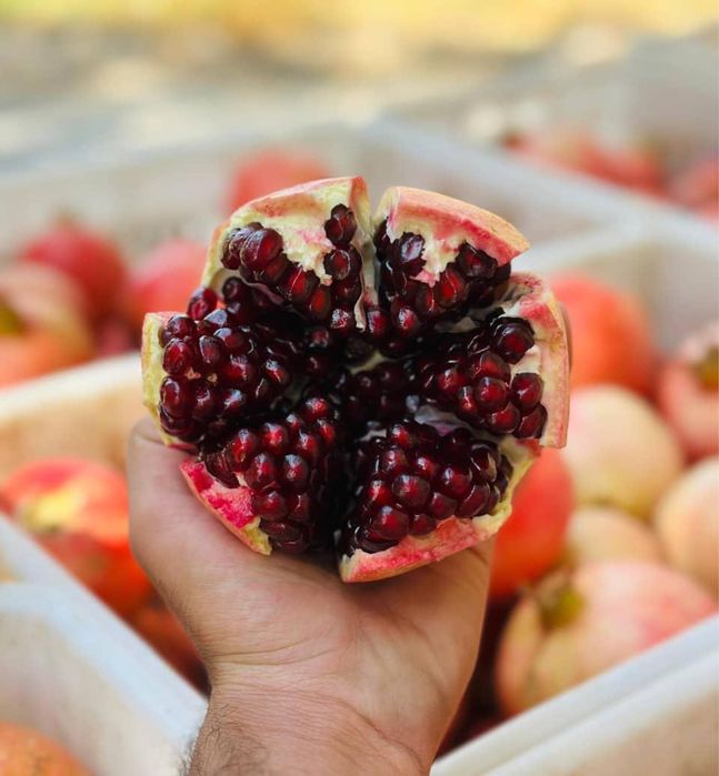 Продам мандарин, гранат, апельсин, виноград оптом