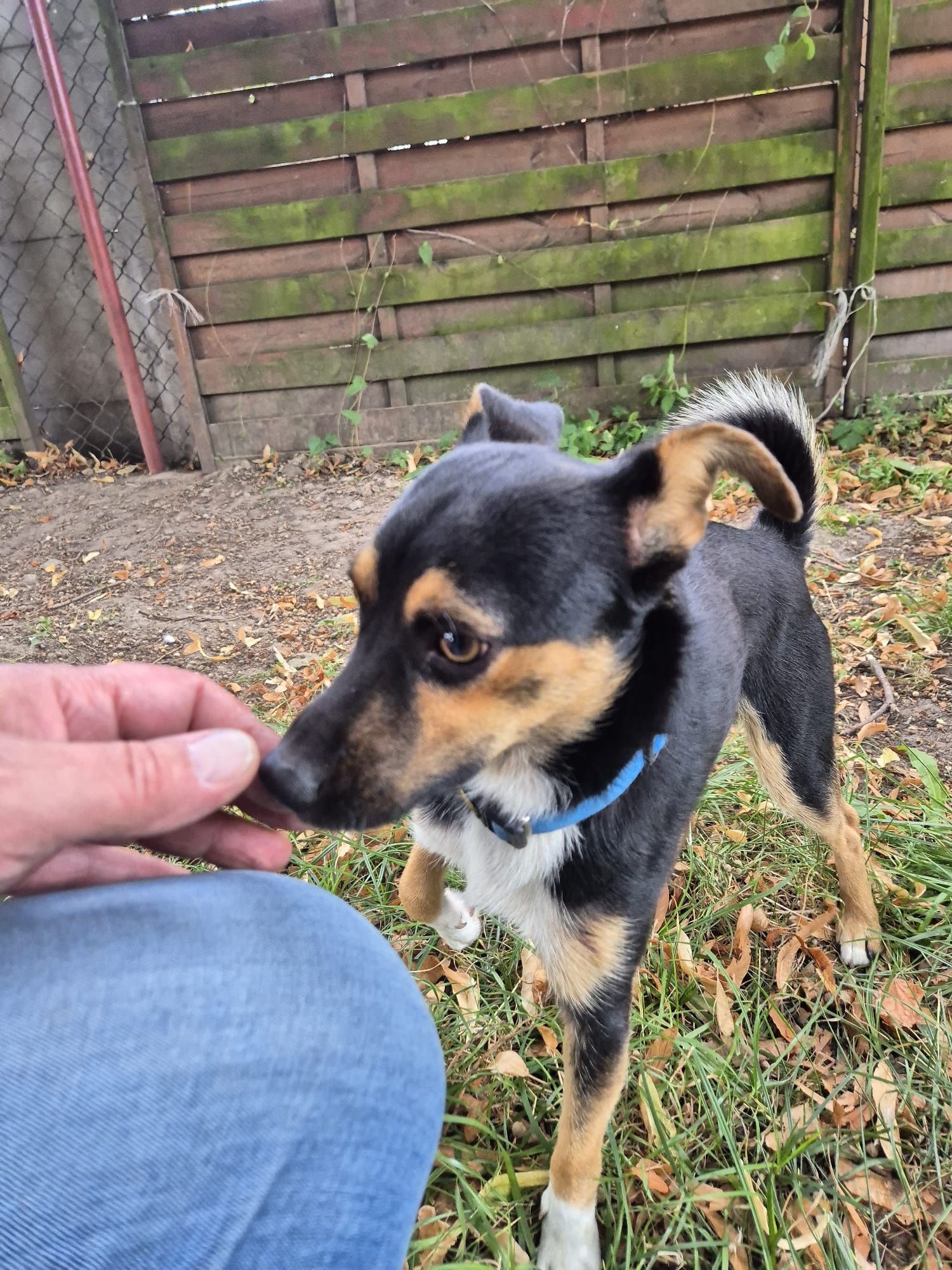 Mały Piesek do adopcji