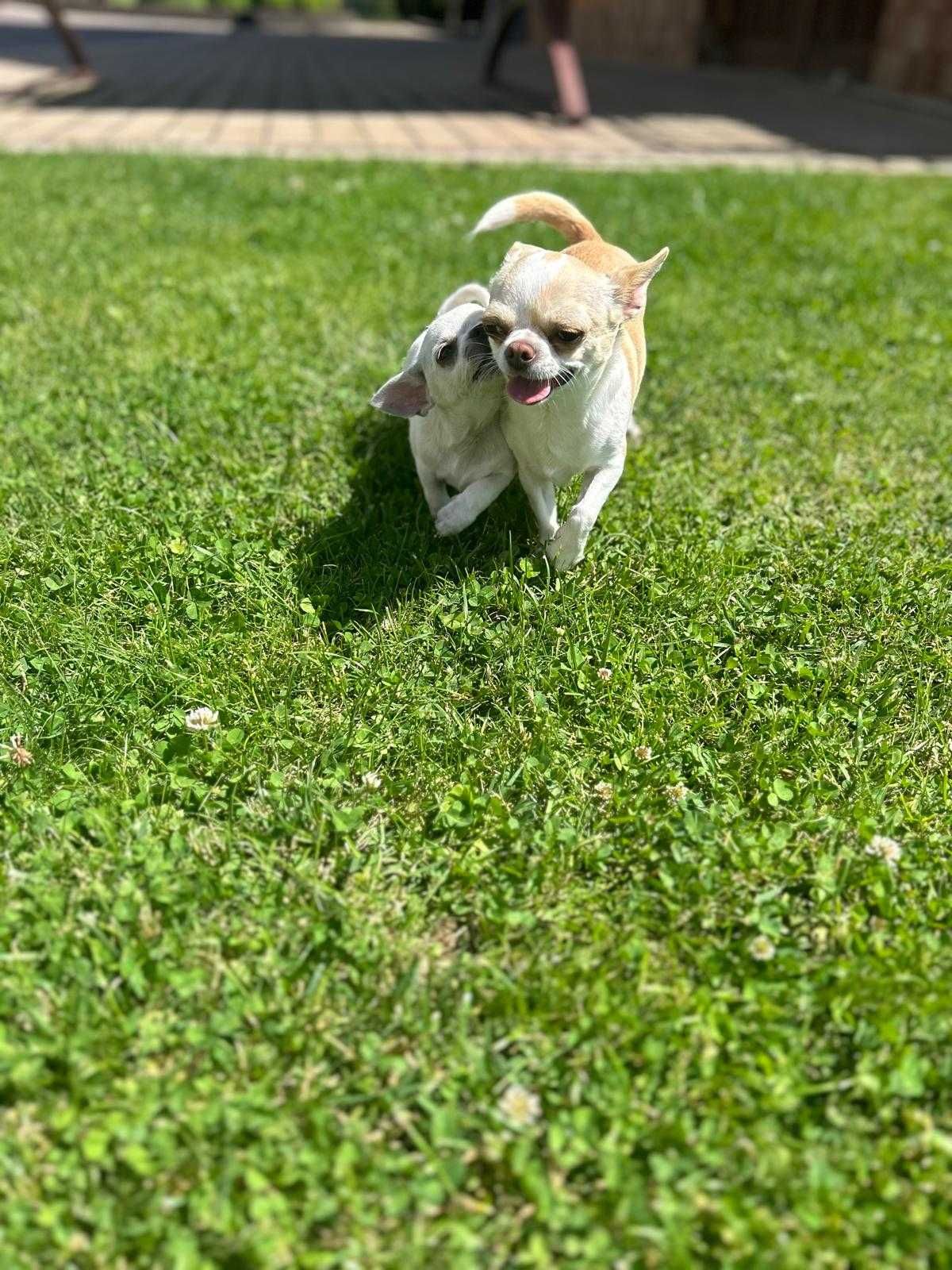 Śliczny piesek Chihuahua.