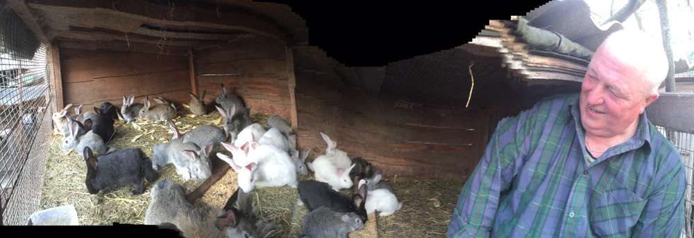 Кролики, крольчата, продам кроликів породи сірий велікан