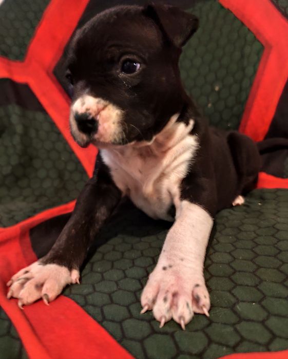 Suczka American Staffordshire Terrier