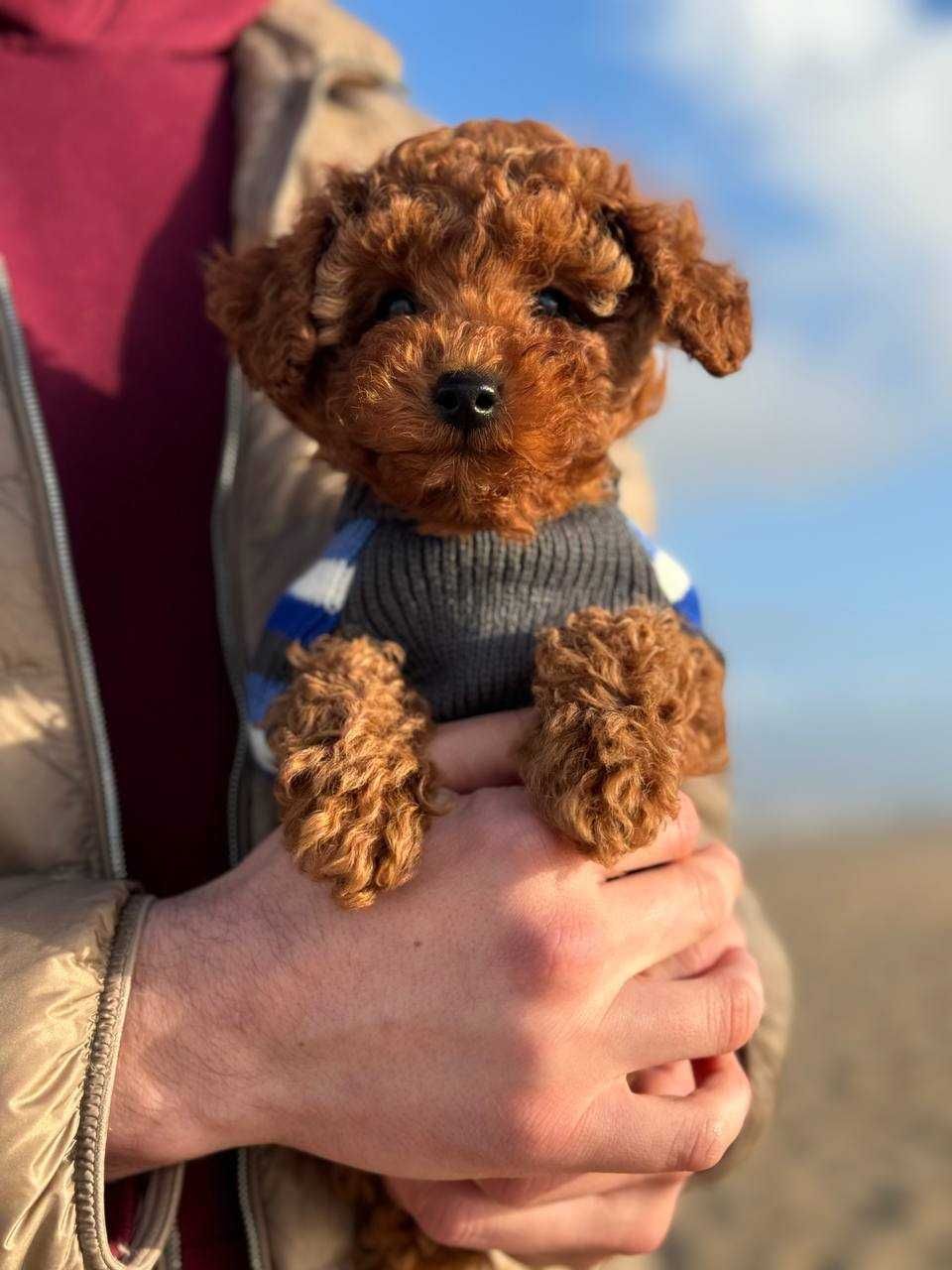 Toy Caniche Mini Micro Menino