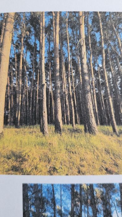 Nieruchomość leśna, las