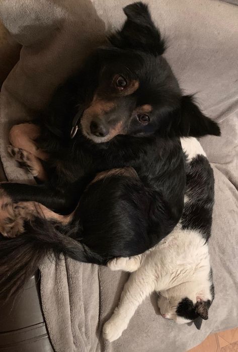 HOŁEK   13-letni szuka domu!