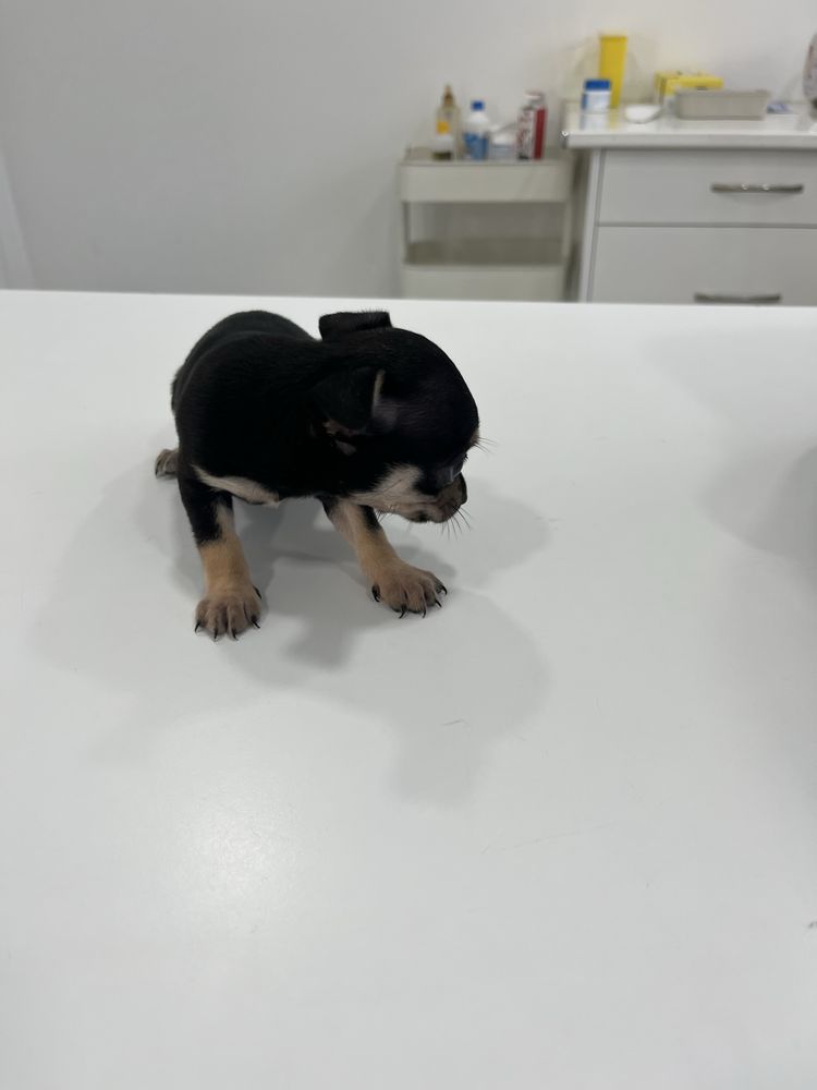 macho da raça Chihuahua,