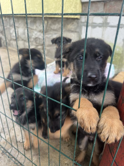 Цуцики породи Німецька Вівчарка