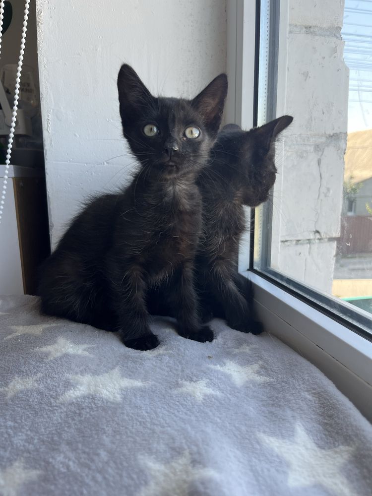 Котенята, котята, котики, котёнок, кіт, кот, котеня хлопчик з притулку