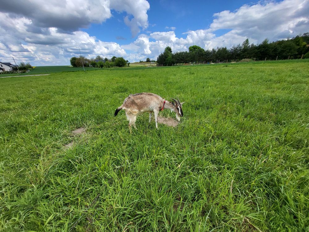 Sprzedam młode kozy