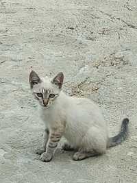 Gatos para adoção urgente!!