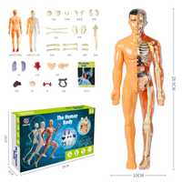 Науковий набір Скелет людини, Steam іграшки, 3D модель