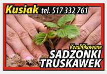 Sadzonki truskawek najlepsze w kraju wysyłka natychmiastowa