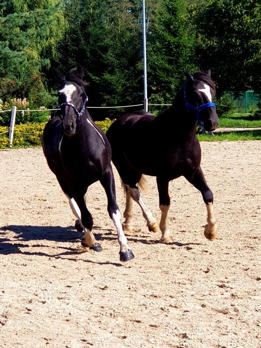 Para karosrokata klacz wałach